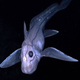Image: Wikimedia Commons/NOAAS Okeanos Explorer